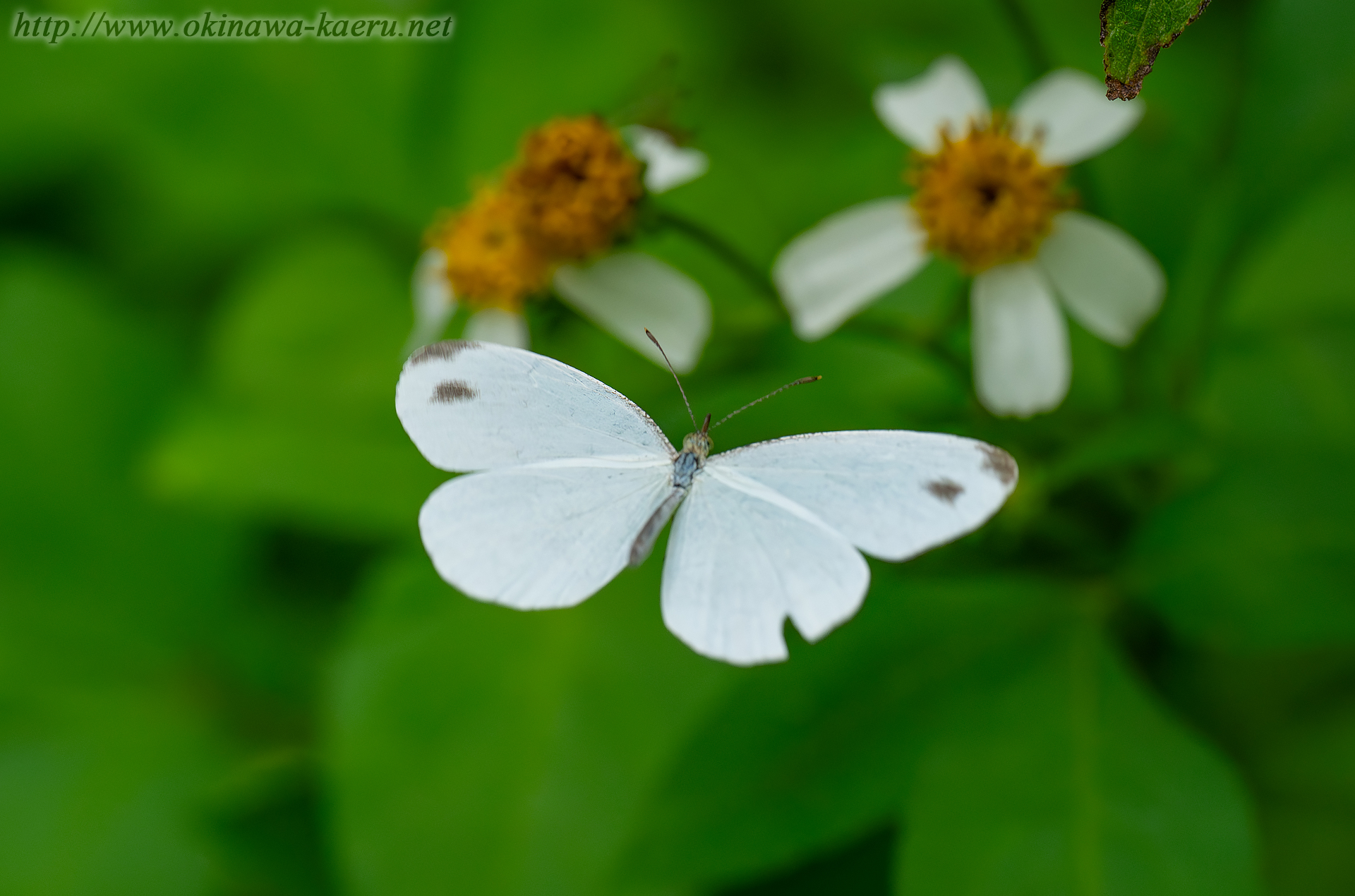 クロテンシロチョウの画像