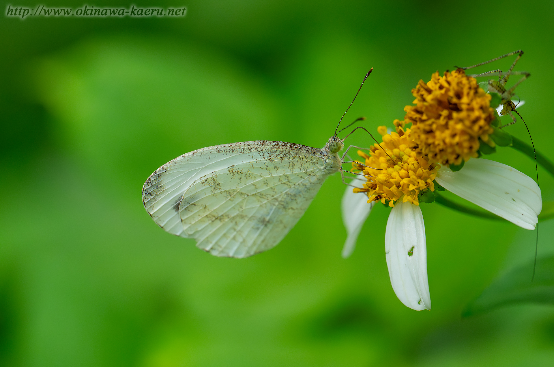 クロテンシロチョウの画像