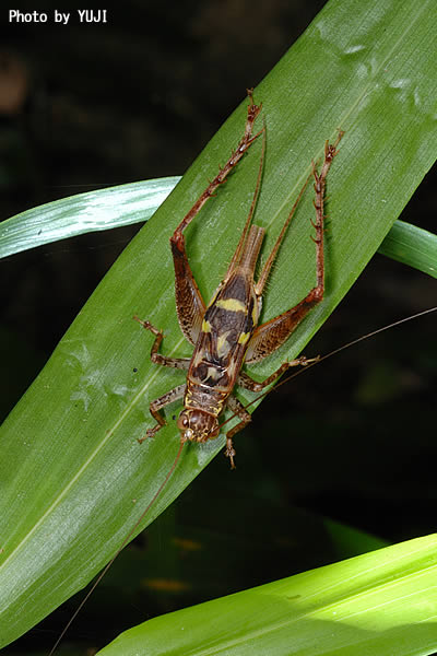 マダラコオロギ Cardiodactylus novaeguineae