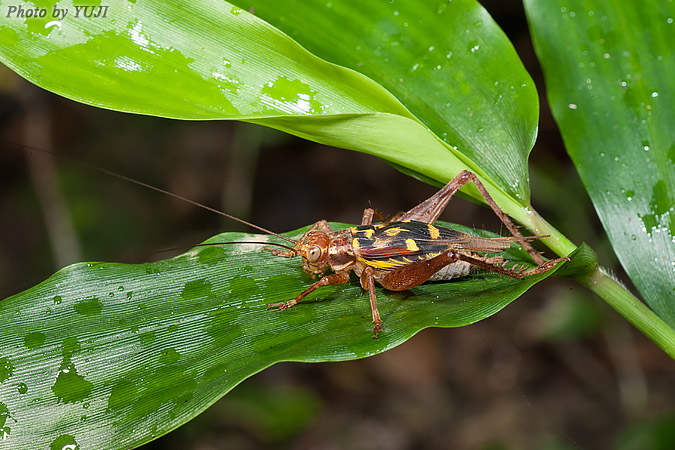 マダラコオロギ Cardiodactylus novaeguineae