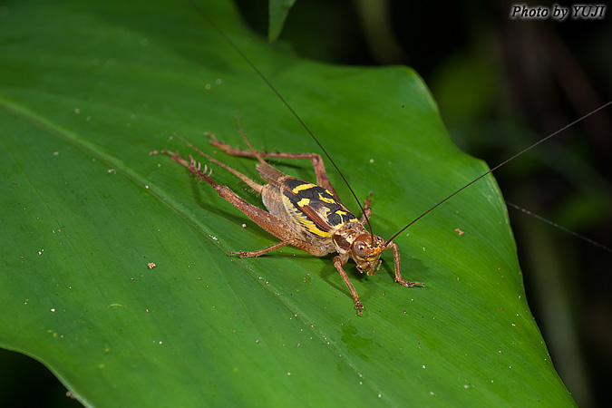 マダラコオロギ Cardiodactylus novaeguineae