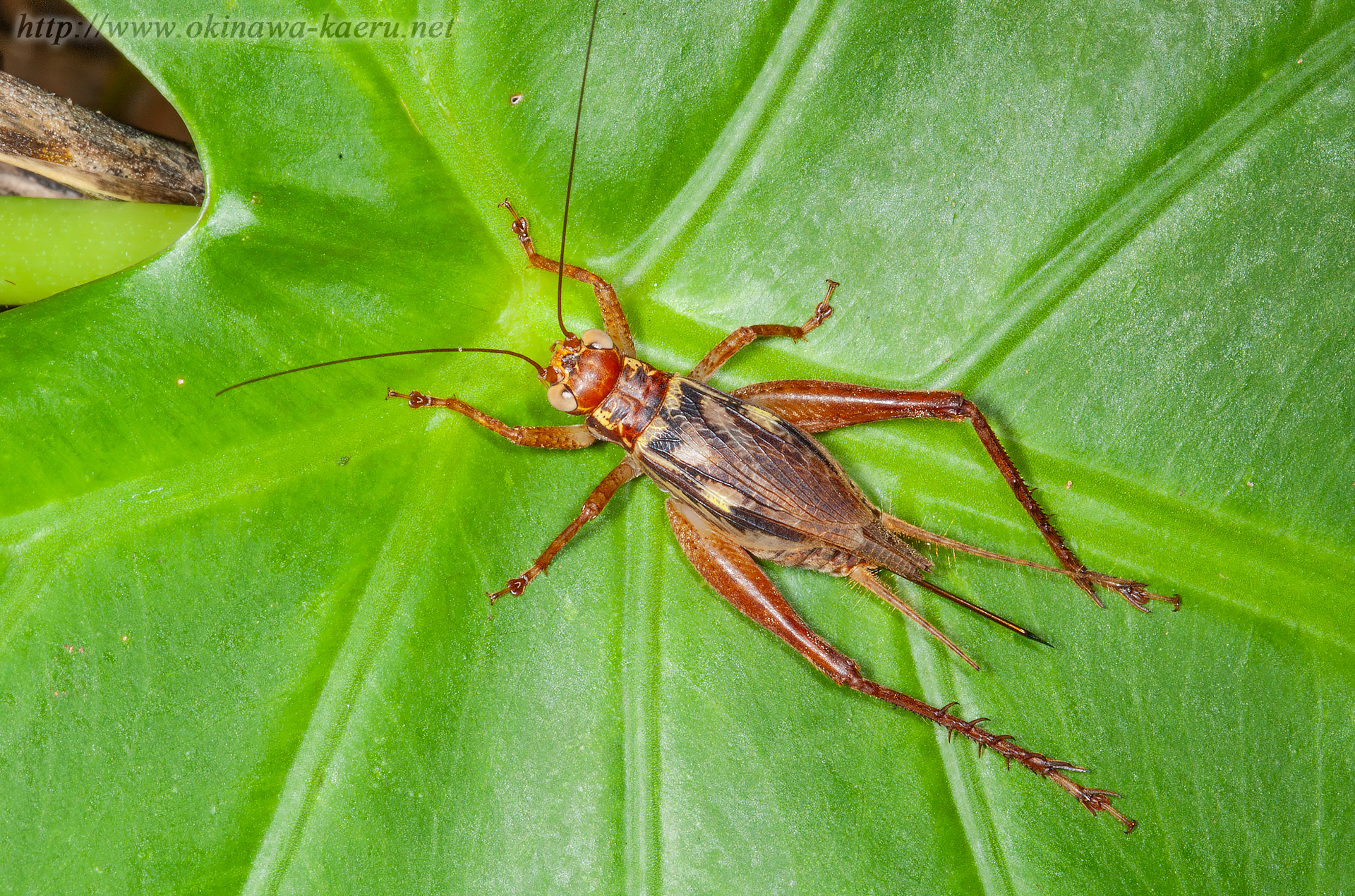 キマダラマツムシの画像