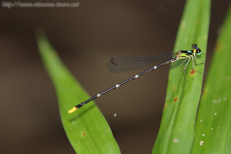 リュウキュウルリモントンボ Coeliccia flavicauda masakii