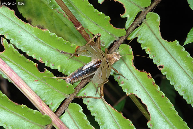 マツムシ Xenogryllus marmoratus