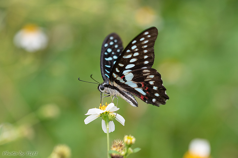 ミカドアゲハ Graphium doson albidum 