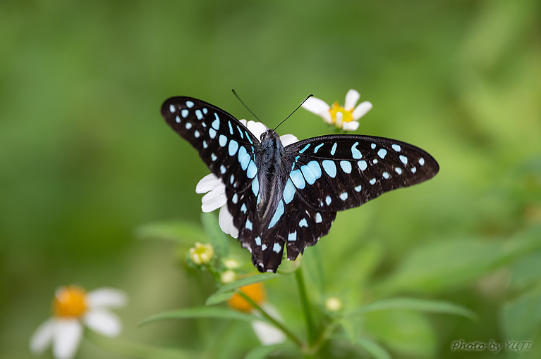 ミカドアゲハ Graphium doson albidum 