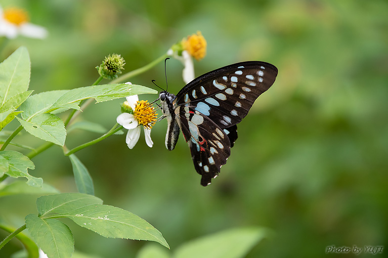 ミカドアゲハ Graphium doson albidum 