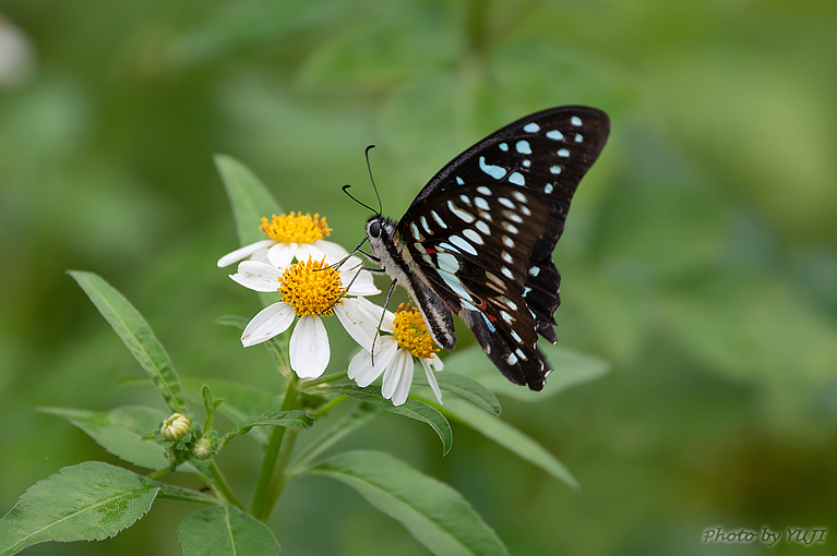 ミカドアゲハ Graphium doson albidum 