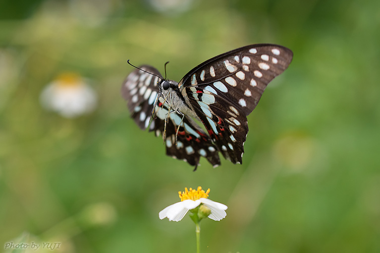 ミカドアゲハ Graphium doson albidum 