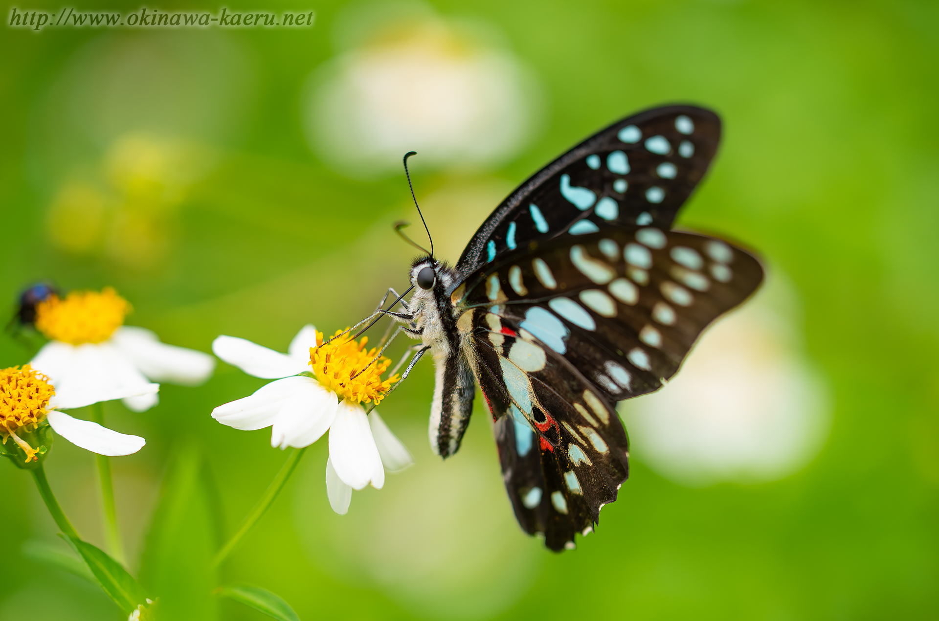 ミカドアゲハの画像