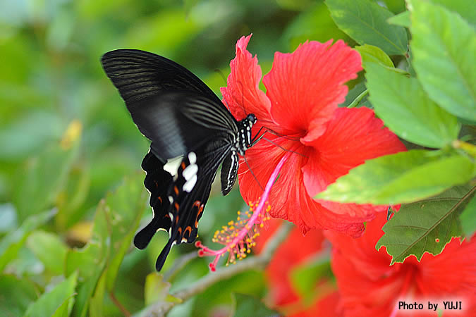 モンキアゲハ Papilio helenus