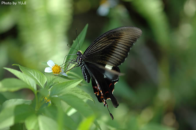 モンキアゲハ Papilio helenus