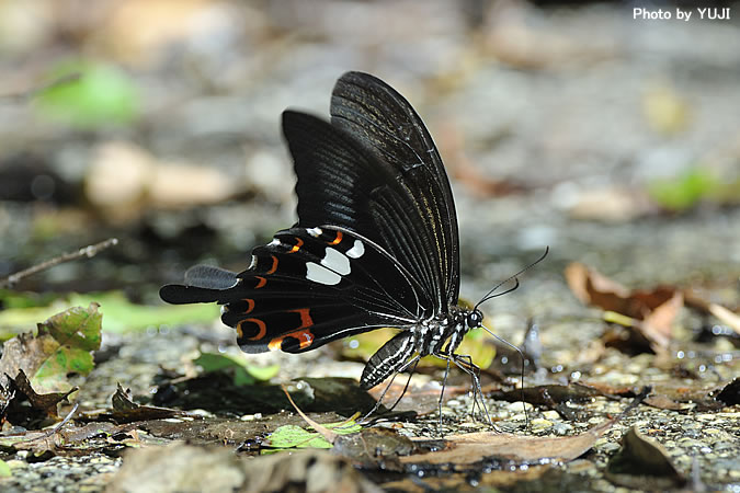 モンキアゲハ Papilio helenus