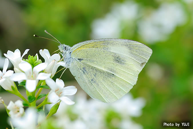 モンシロチョウ Pieris rapae crucivora