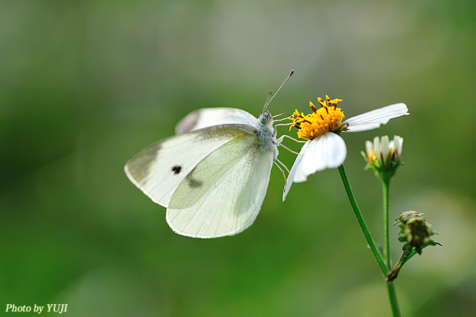 モンシロチョウ Pieris rapae crucivora