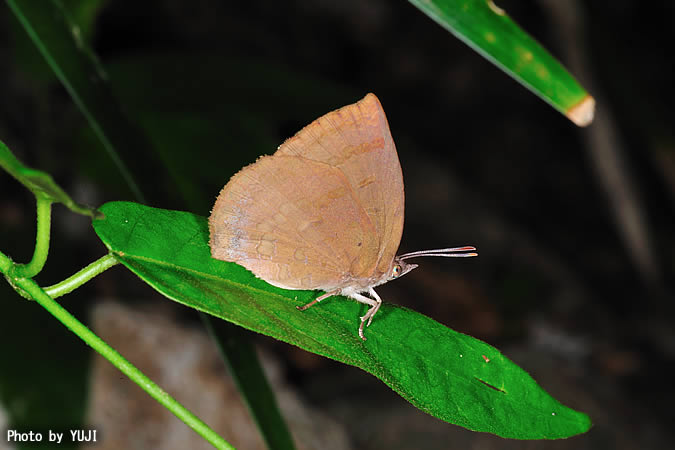 ムラサキシジミ  Narathura japonica