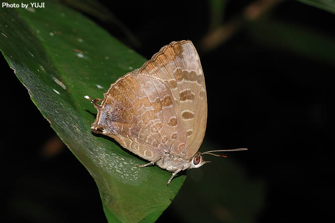ムラサキツバメ  Narathura bazalus turbata