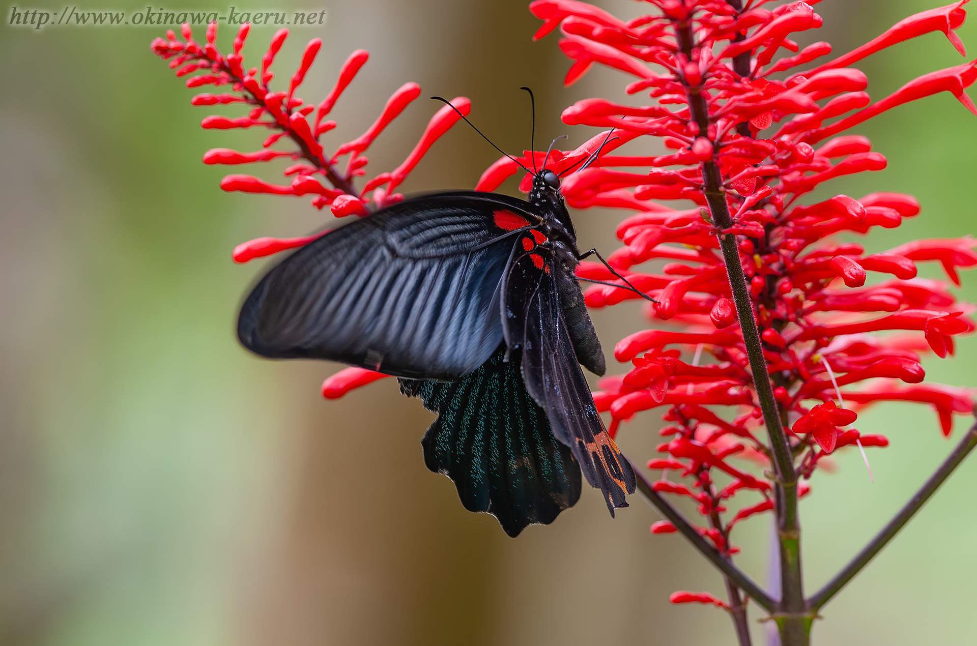 ナガサキアゲハの画像