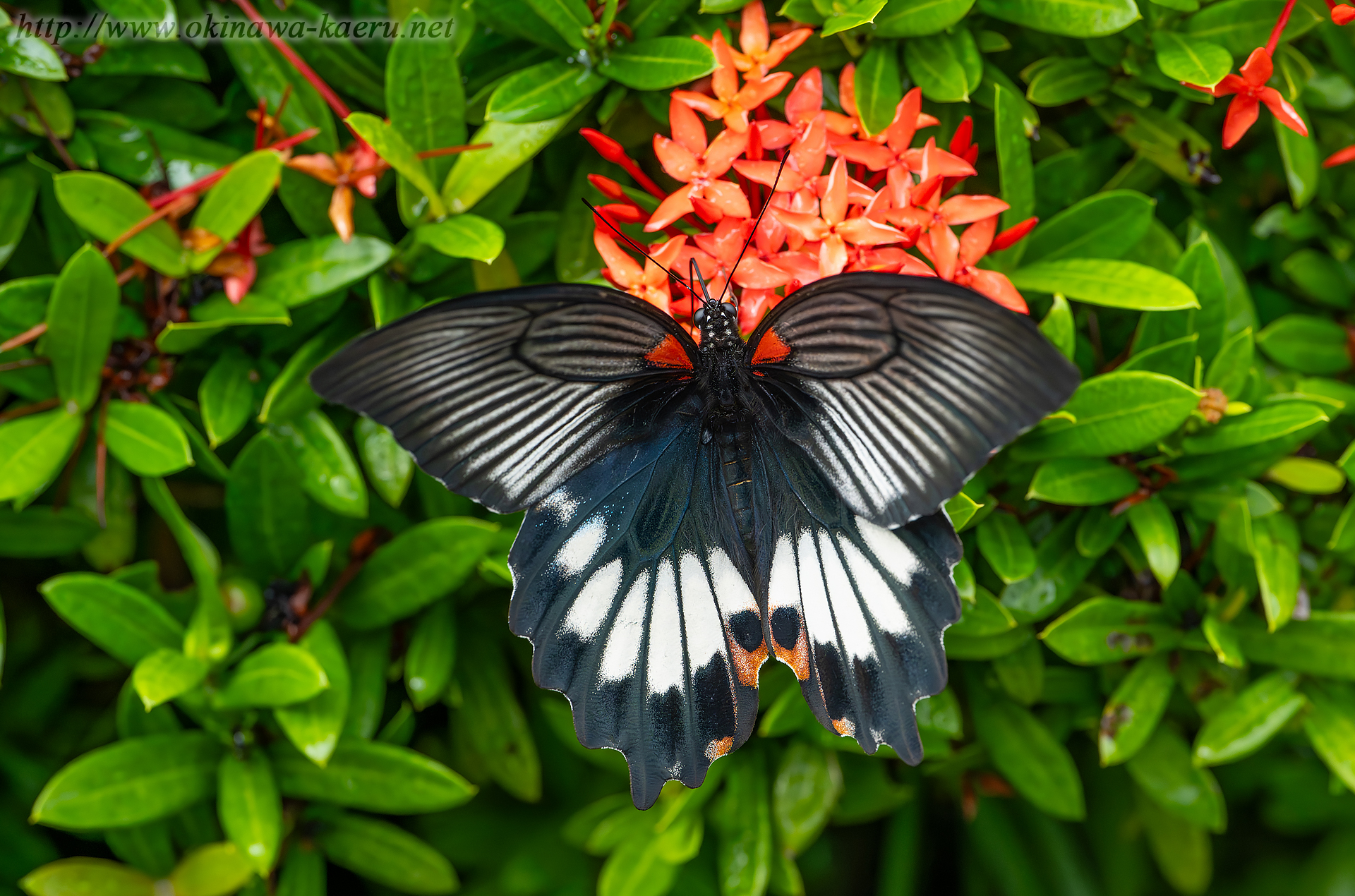 ナガサキアゲハの画像