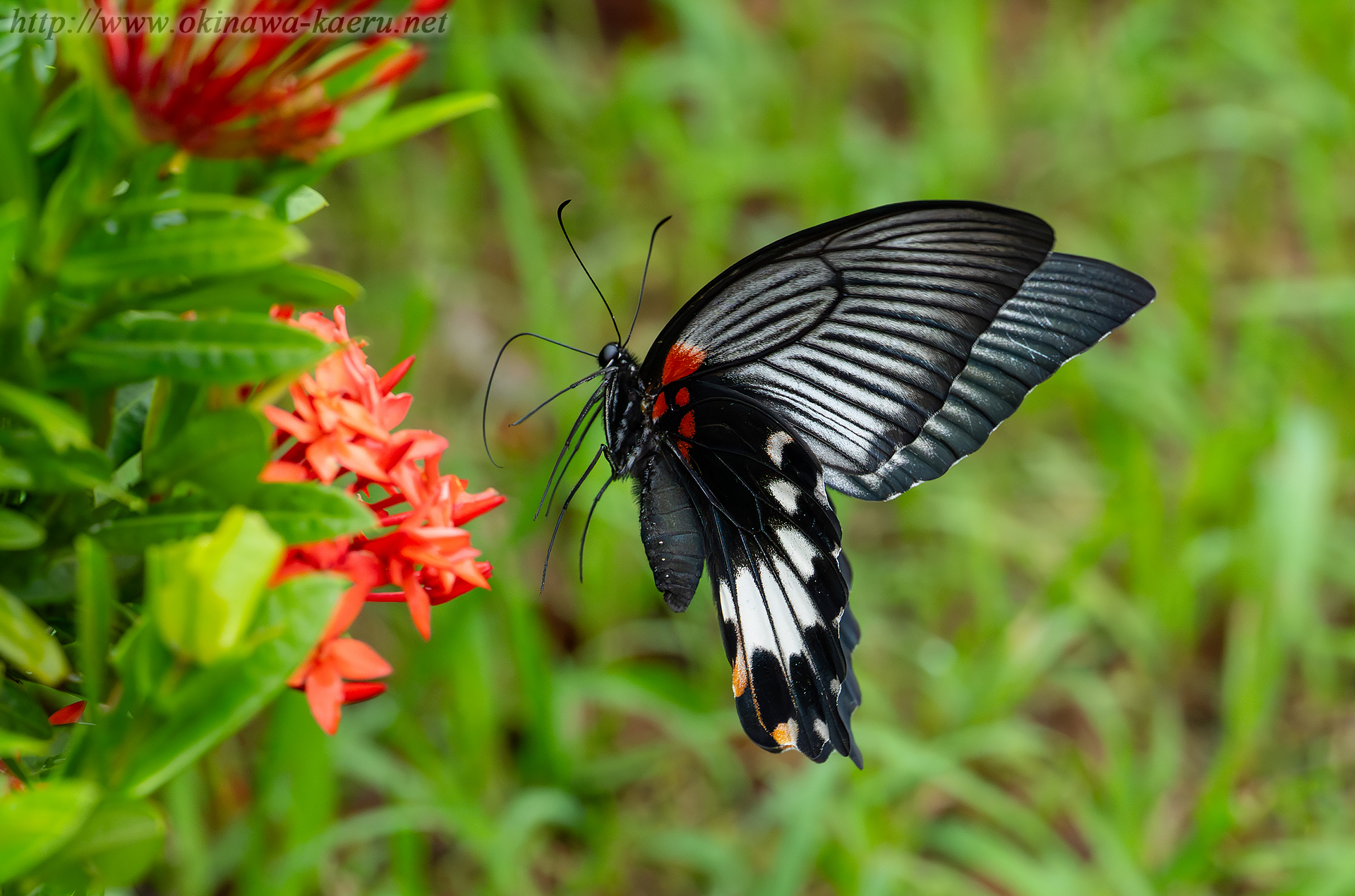 ナガサキアゲハの画像