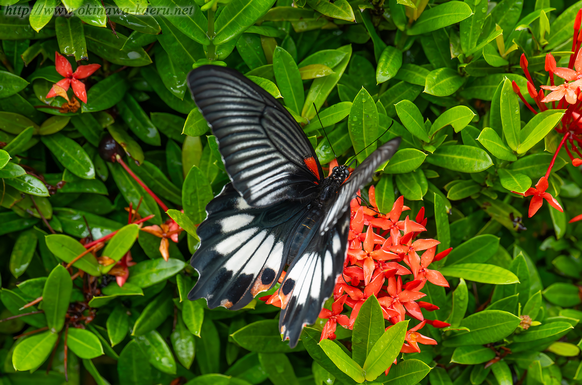 ナガサキアゲハの画像