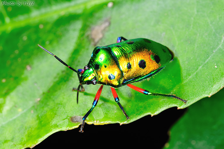 ナナホシキンカメムシ Calliphara nobilis