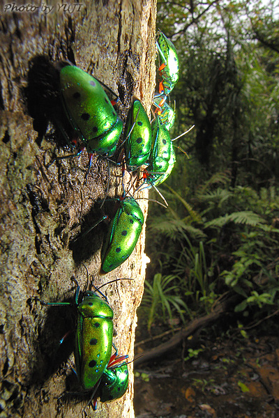 ナナホシキンカメムシ Calliphara nobilis