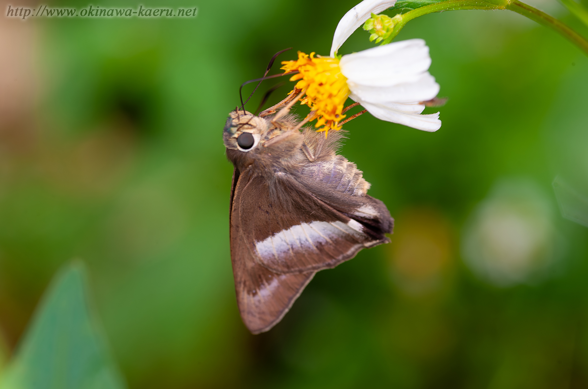 オキナワビロウドセセリの画像