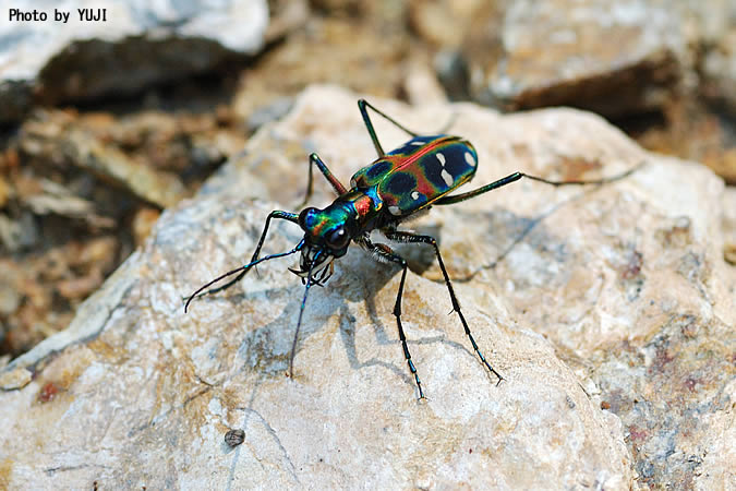 オキナワハンミョウ Cicindela chinensis okinawana