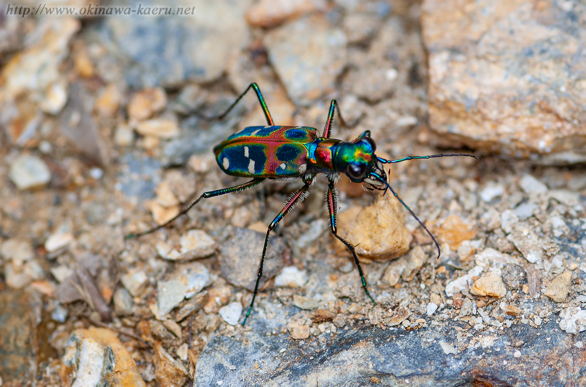 オキナワハンミョウの画像