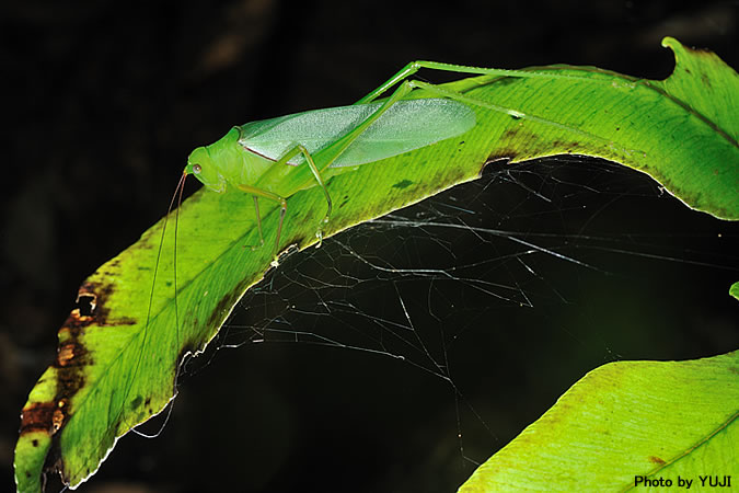 オキナワヘリグロツユムシ Psyrana ryukyuensis