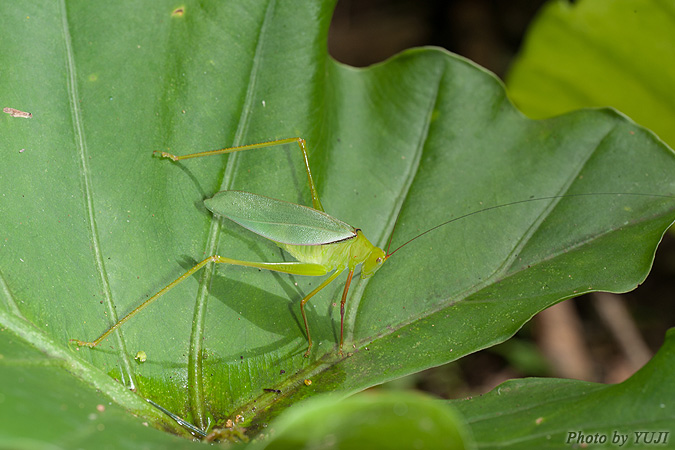 オキナワヘリグロツユムシ Psyrana ryukyuensis