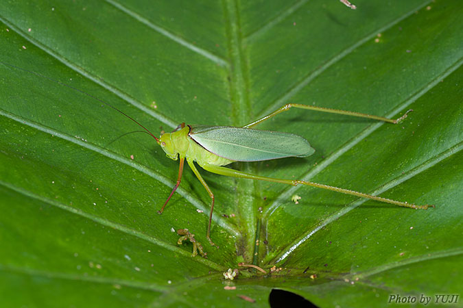 オキナワヘリグロツユムシ Psyrana ryukyuensis