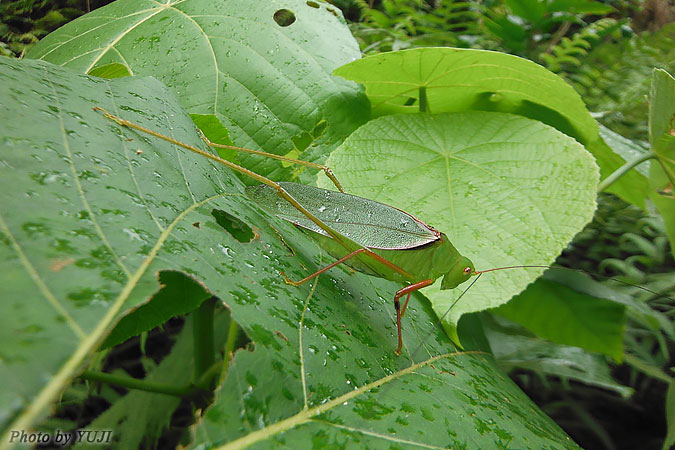 オキナワヘリグロツユムシ Psyrana ryukyuensis