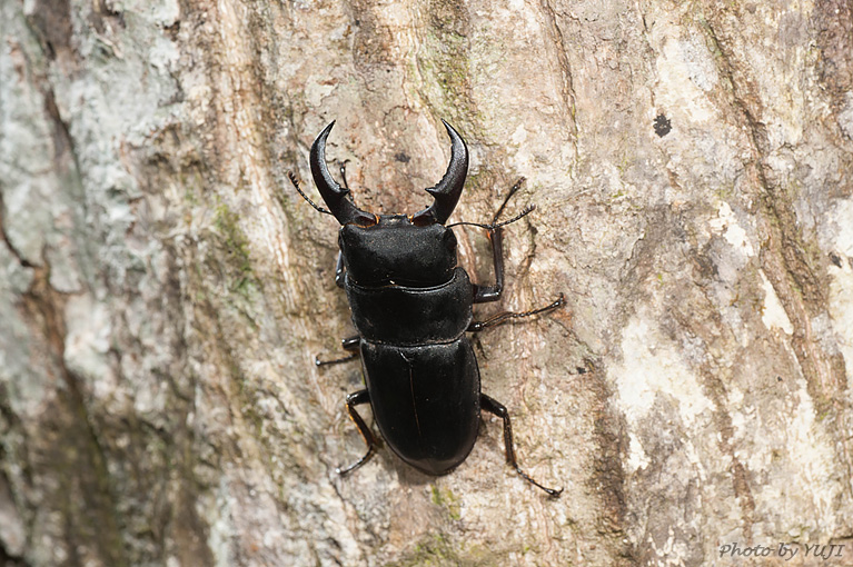 ルイスツノヒョウタンクワガタ Dorcus titanus okinawanus