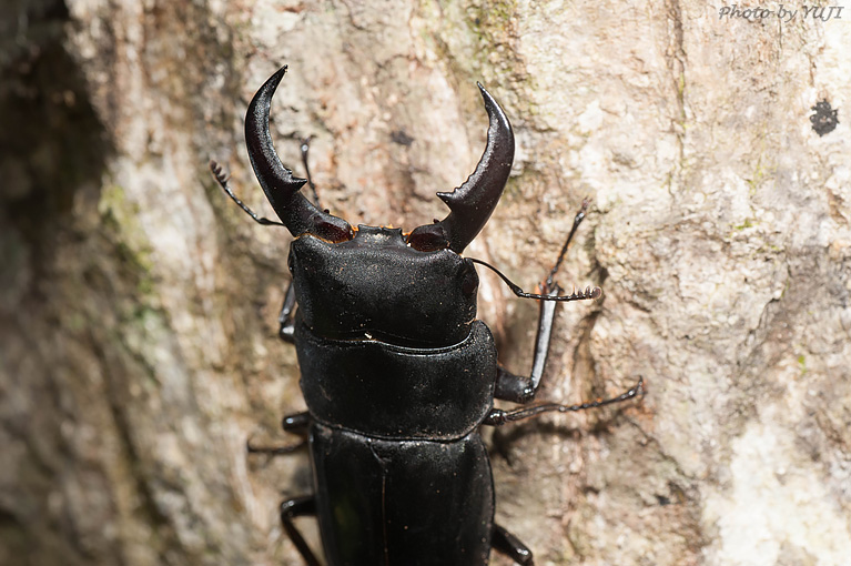 ルイスツノヒョウタンクワガタ Dorcus titanus okinawanus