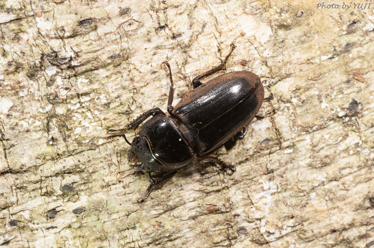 ルイスツノヒョウタンクワガタ Dorcus titanus okinawanus