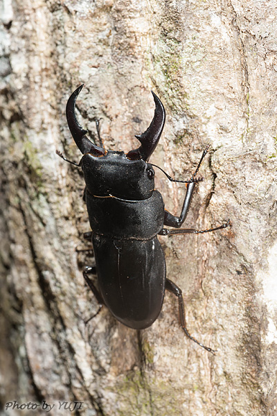 ルイスツノヒョウタンクワガタ Dorcus titanus okinawanus