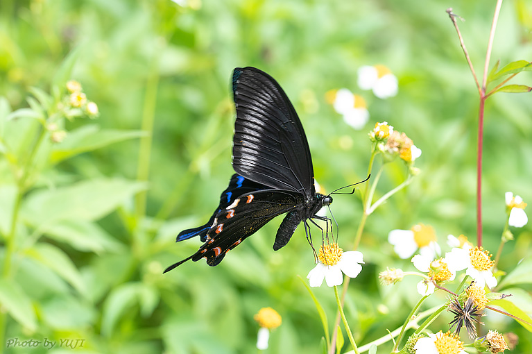 オキナワカラスアゲハ Papilio ryukyuensis