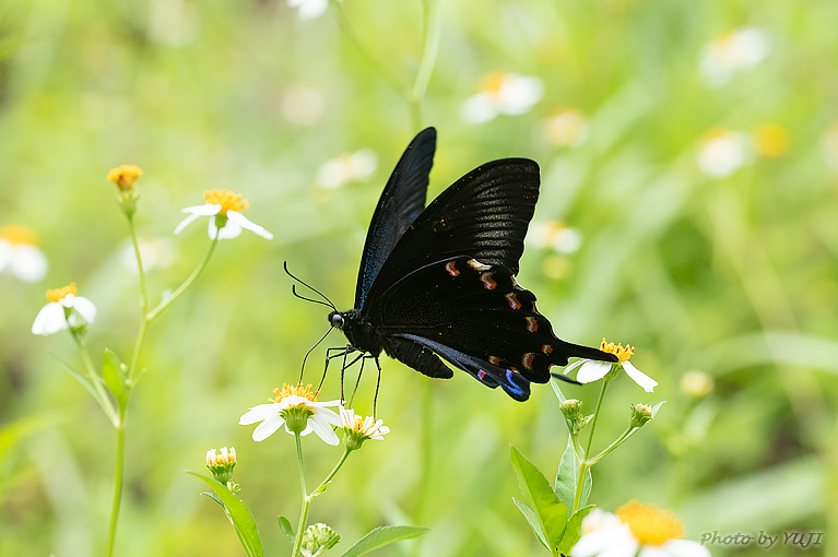 オキナワカラスアゲハ Papilio ryukyuensis