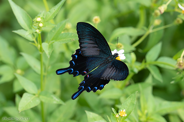 オキナワカラスアゲハ Papilio ryukyuensis