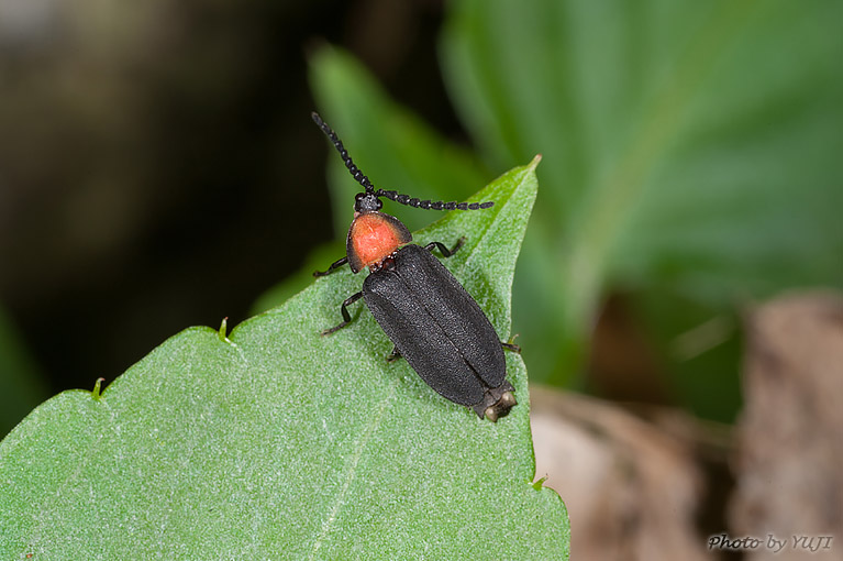 オキナワマドボタル Lychnuris matsumurai matsumurai