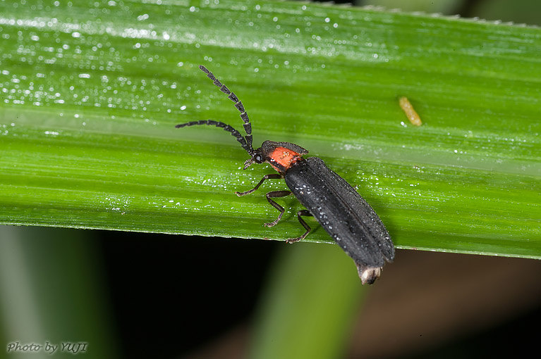 オキナワマドボタル Lychnuris matsumurai matsumurai