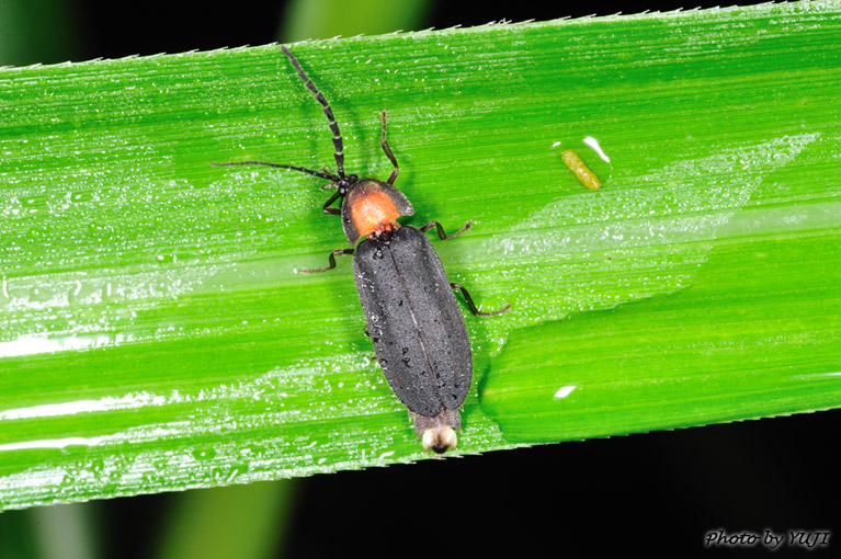 オキナワマドボタル Lychnuris matsumurai matsumurai