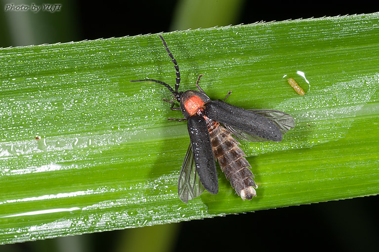 オキナワマドボタル Lychnuris matsumurai matsumurai