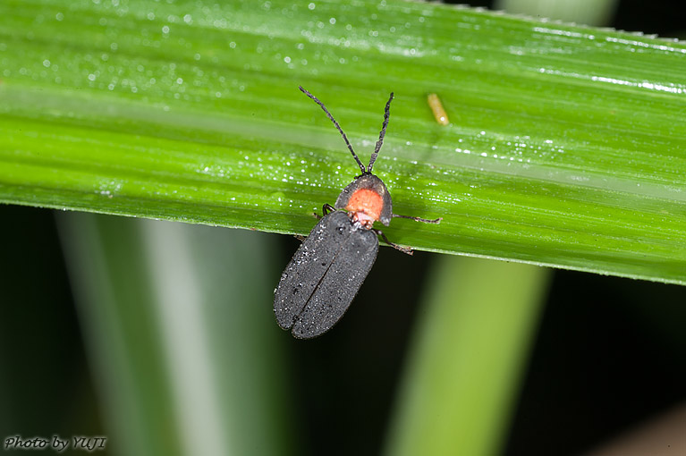 オキナワマドボタル Lychnuris matsumurai matsumurai