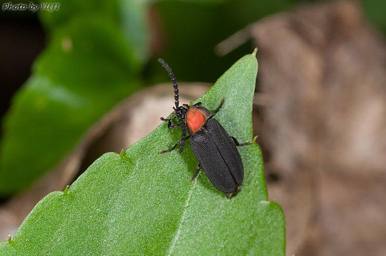 オキナワマドボタル Lychnuris matsumurai matsumurai