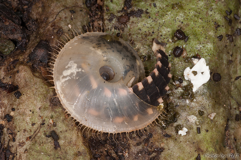 オキナワマドボタル Lychnuris matsumurai matsumurai