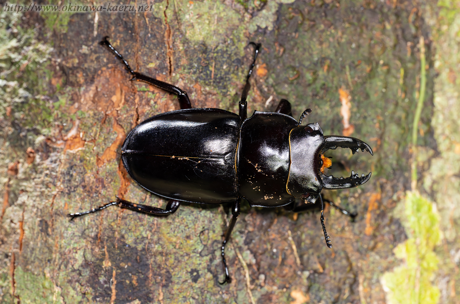 オキナワマルバネクワガタの画像