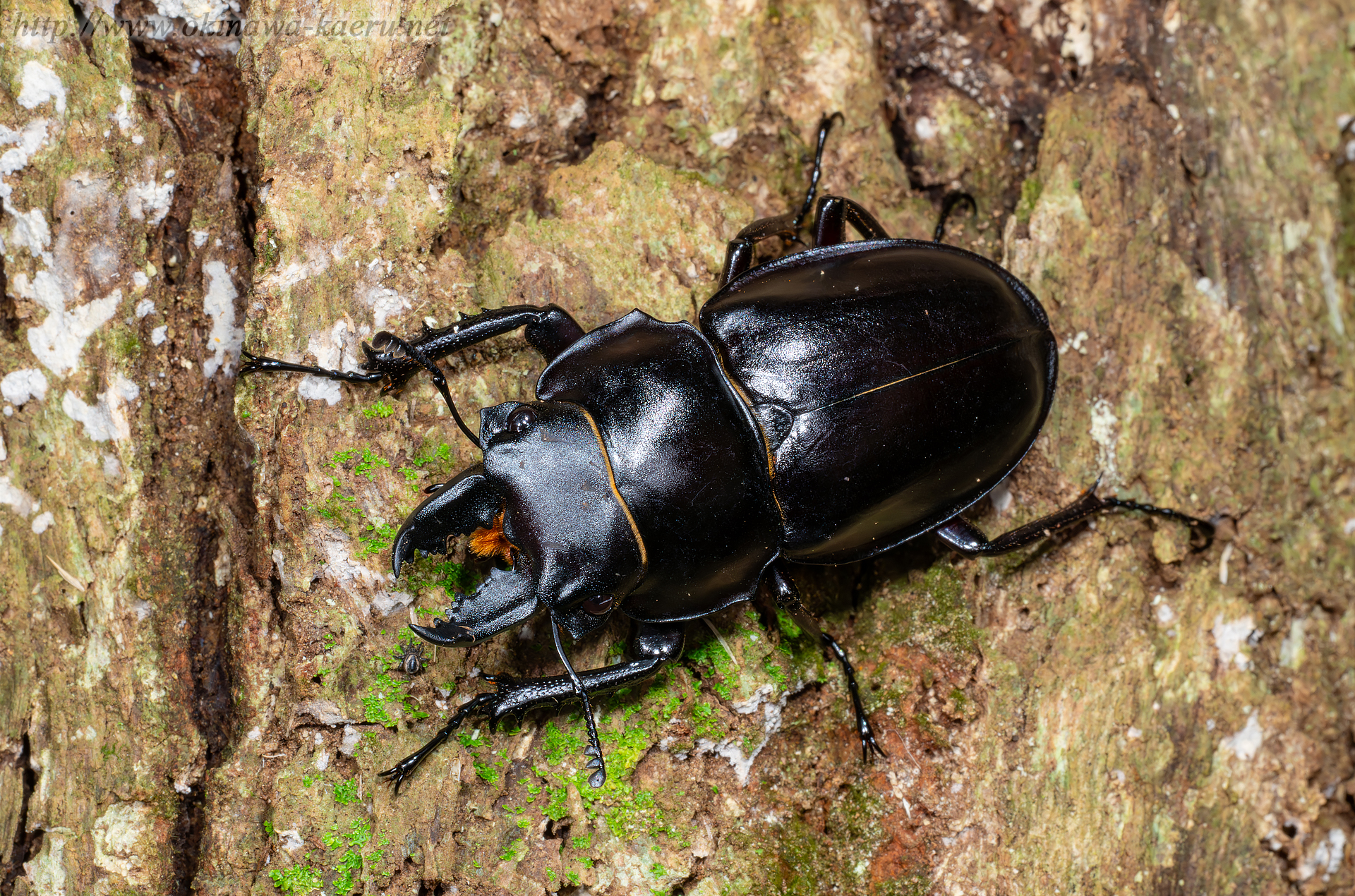オキナワマルバネクワガタの画像